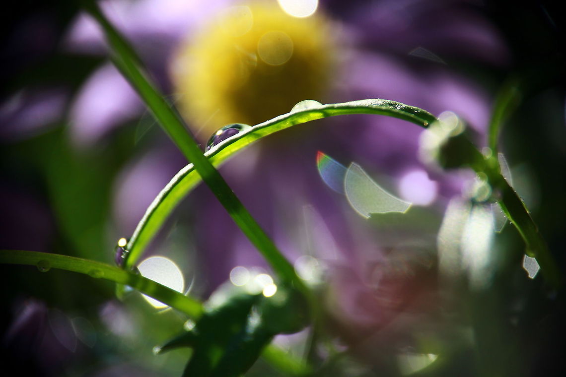 Dewdrops  Dewdrops