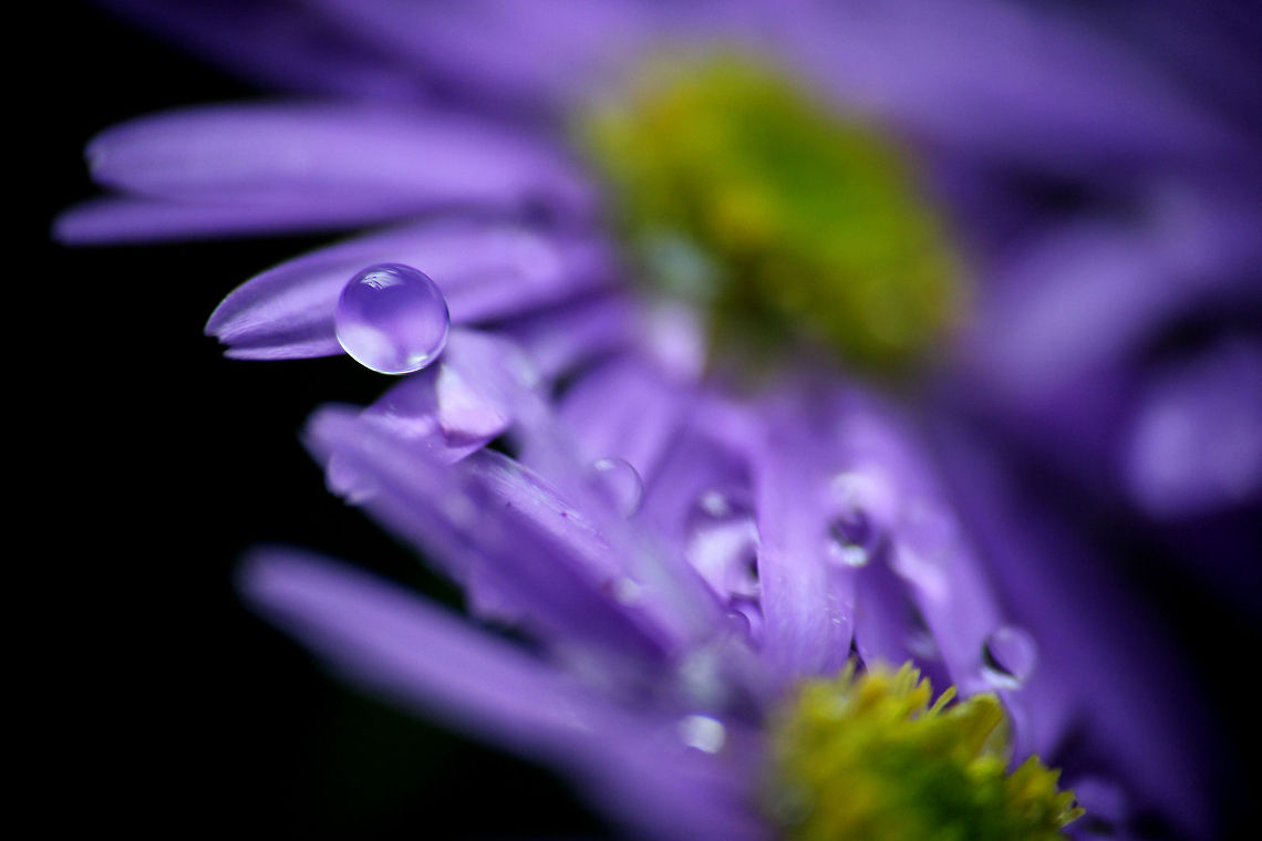 Dewdrops  Dewdrops