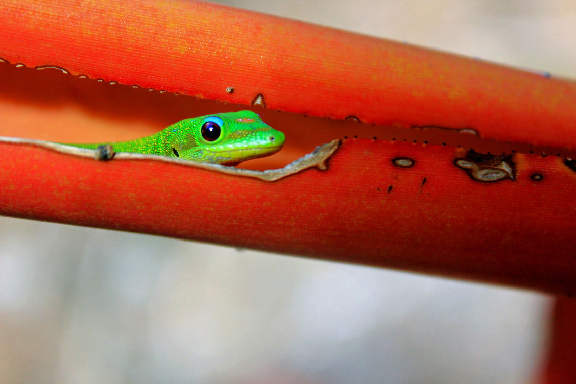 Day gecko  Gold Dust Day Gecko,Phelsuma laticauda,day gecko