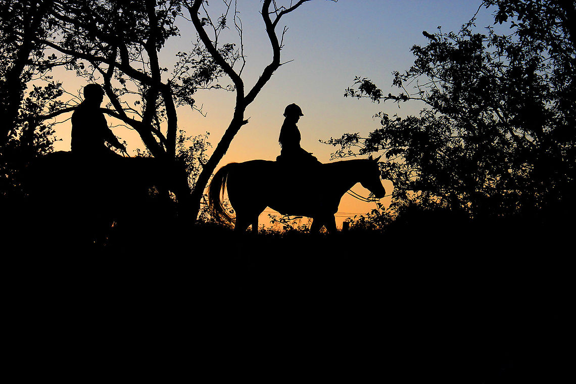 1_(221)  Domestic horse,Equus ferus caballus