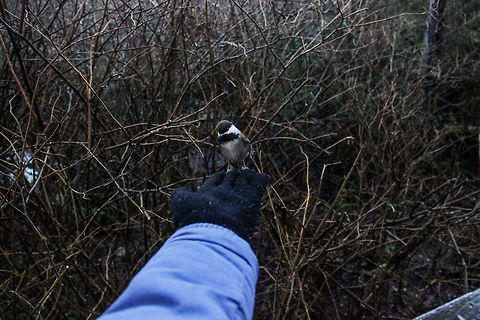 Friendly Bird  Canada,Geotagged,Poecile rufescens,bird,chestnut-backed chickadee