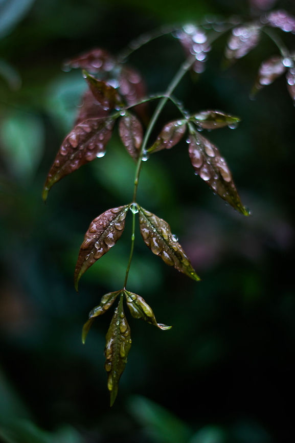Leaves