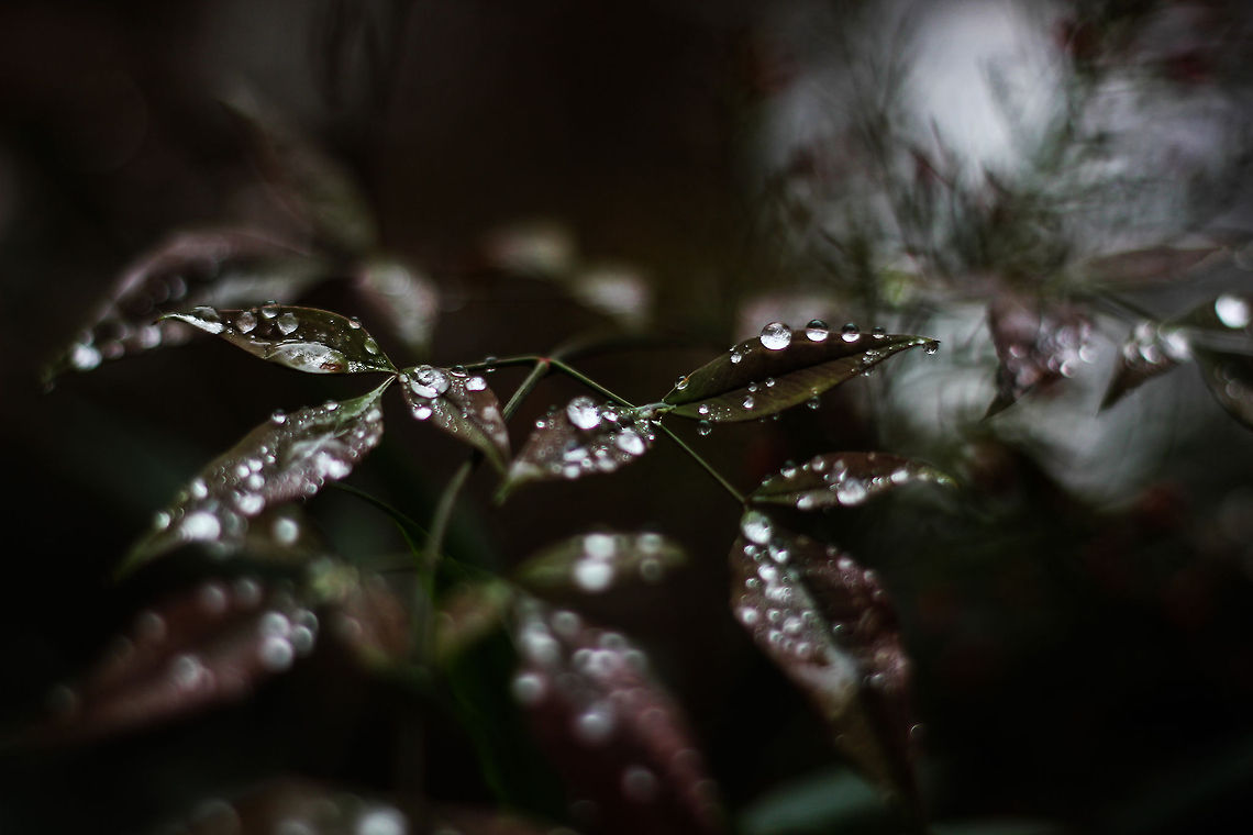 Plants  Macro,leaves,rain drops,water drops
