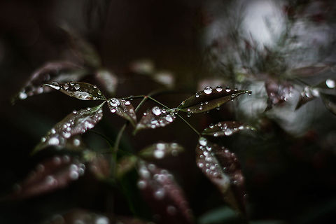 Plants  Macro,leaves,rain drops,water drops