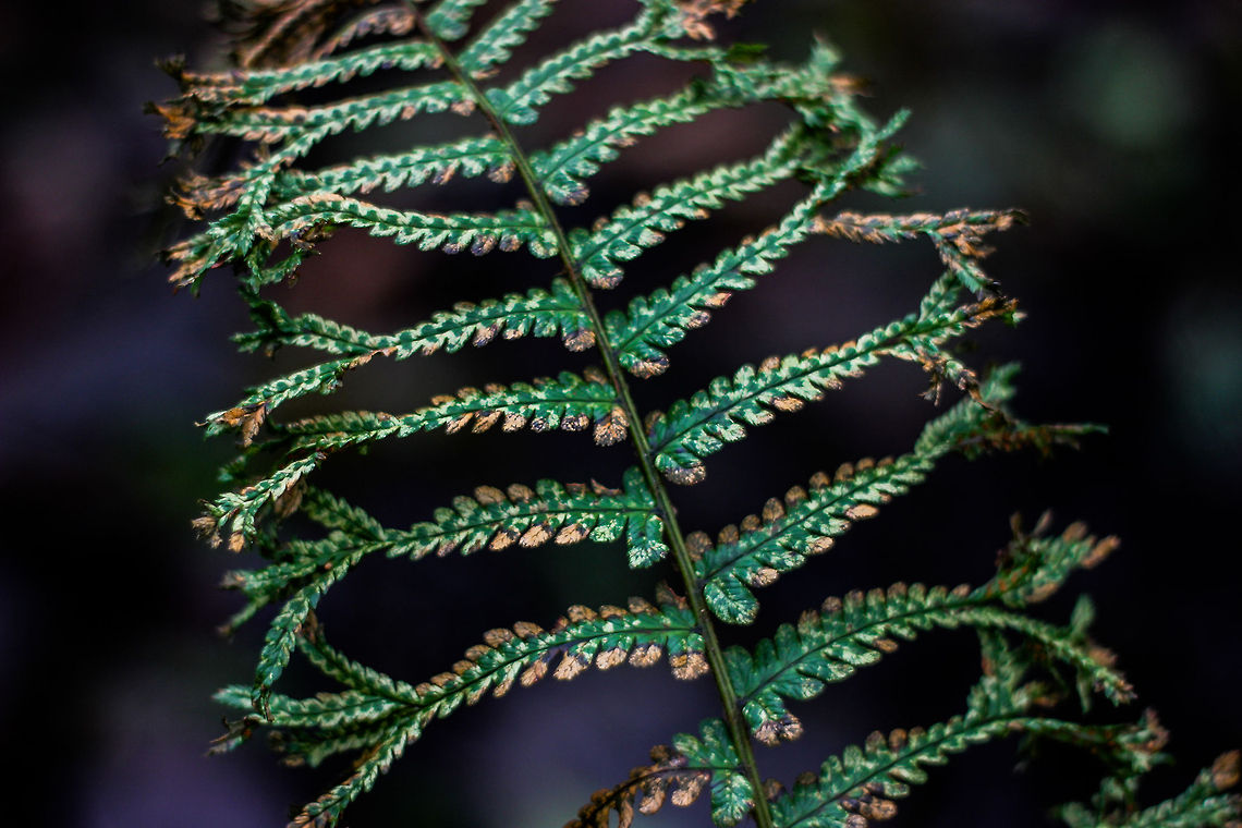 Fern  canon t2i,fern,macro