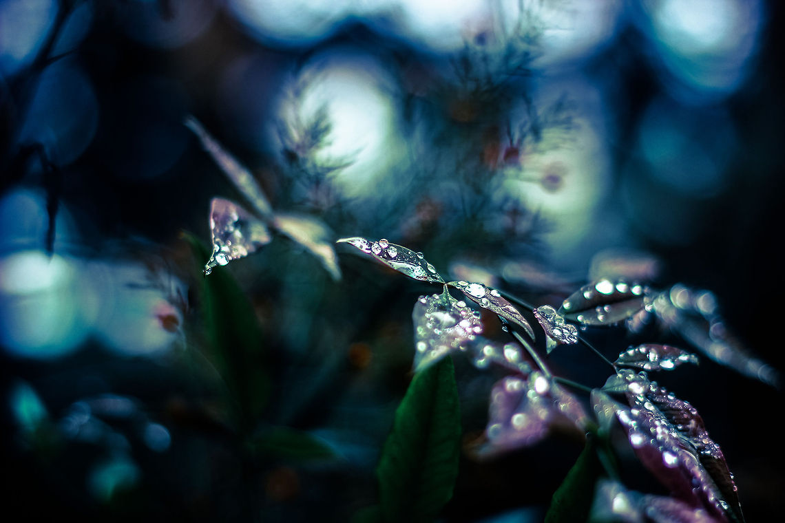 Leaves  leaves,macro,rain drops,water drops