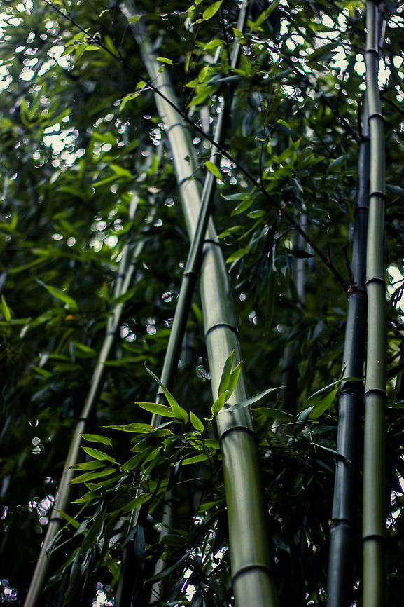 Bamboo  Bambusa vulgaris,Golden Bamboo,bamboo