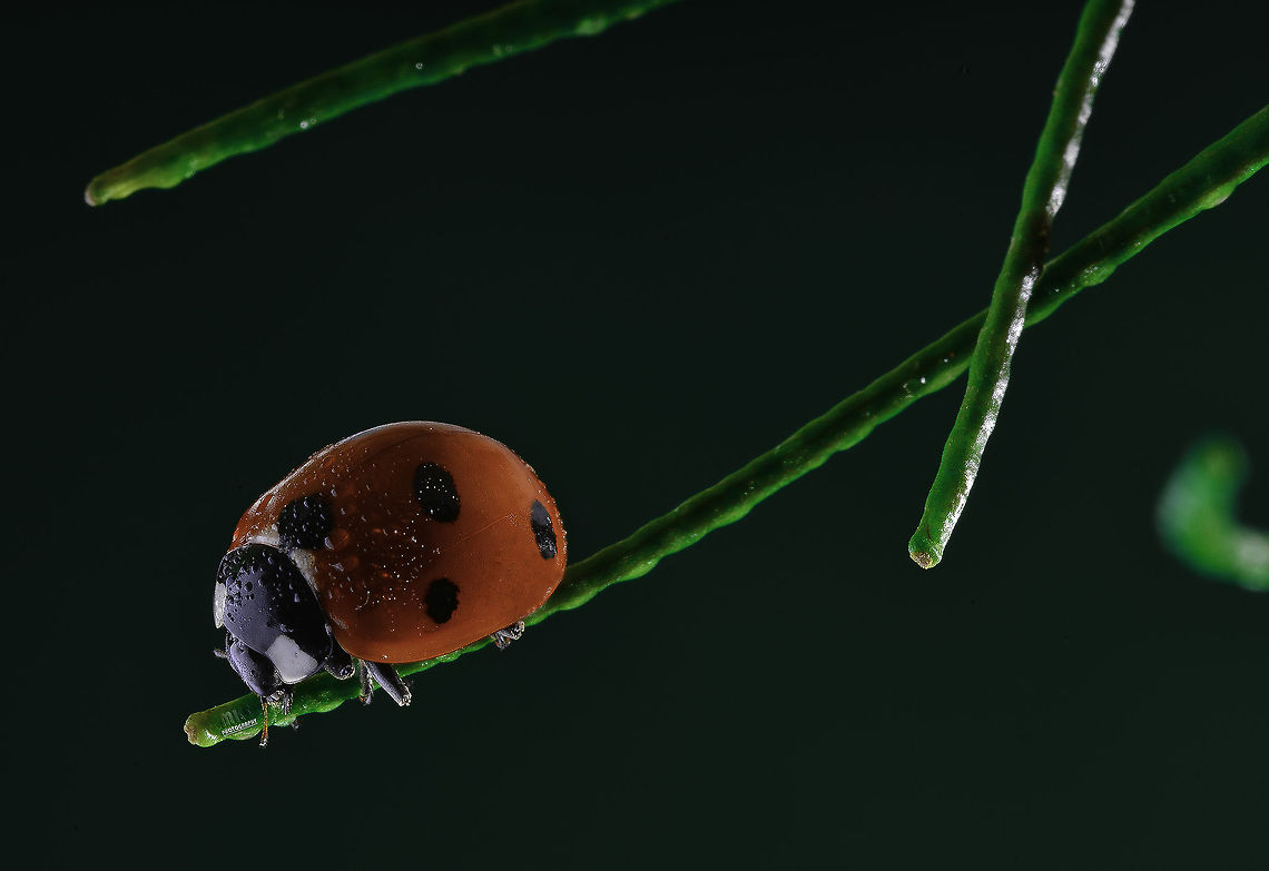 My LadyBird Nikon D800E .. Macro Sigma 105mm Coccinella septempunctata,Macro,Seven-spot ladybird,ladybird,nikon,sigma