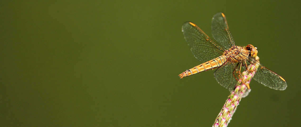 Wings of Hope The Ditch Jewel Brachythemis contaminata,Ditch Jewel