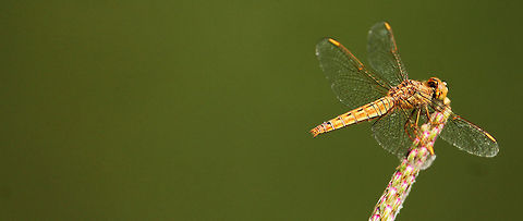 Wings of Hope The Ditch Jewel Brachythemis contaminata,Ditch Jewel