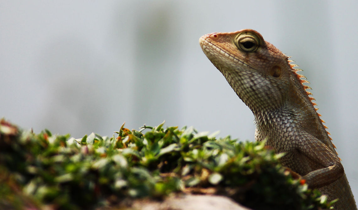 Reaching High Garden Lizard Calotes versicolor,Oriental Garden Lizard