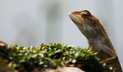 Reaching High Garden Lizard Calotes versicolor,Oriental Garden Lizard