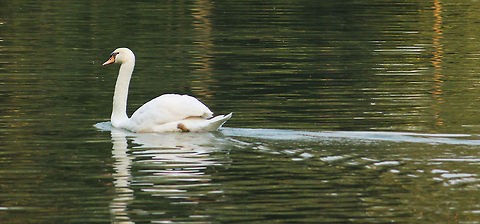 Stand Alone White Swan Cygnus buccinator,Cygnus olor,Mute Swan,Trumpeter Swan