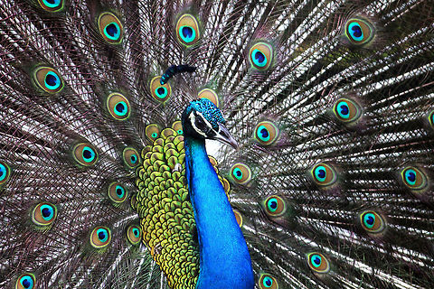 Colours Peacock Indian peafowl,Pavo cristatus