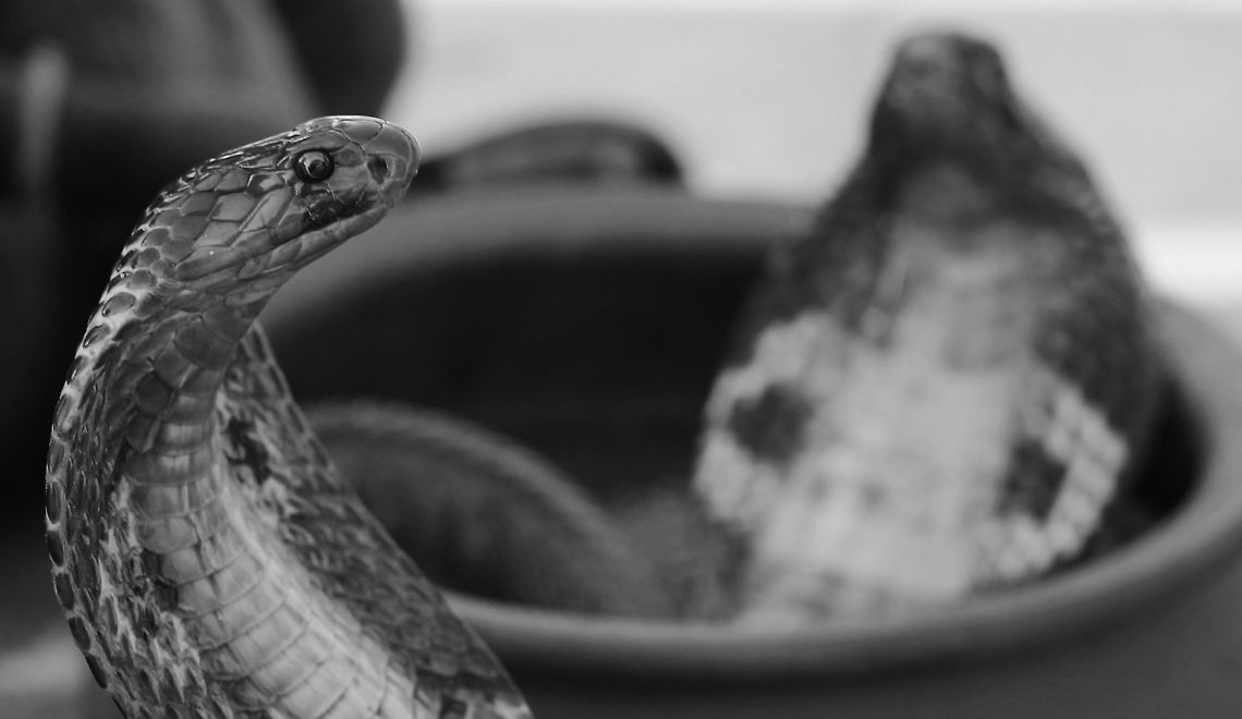 I SEE YOU The Indian Cobra Indian Cobra,Naja naja
