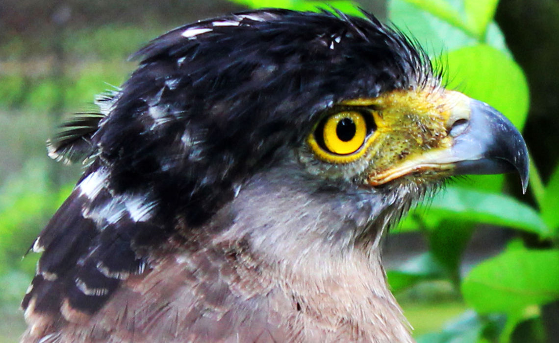 The Angry Bird Hawk Crested Serpent Eagle,Spilornis cheela