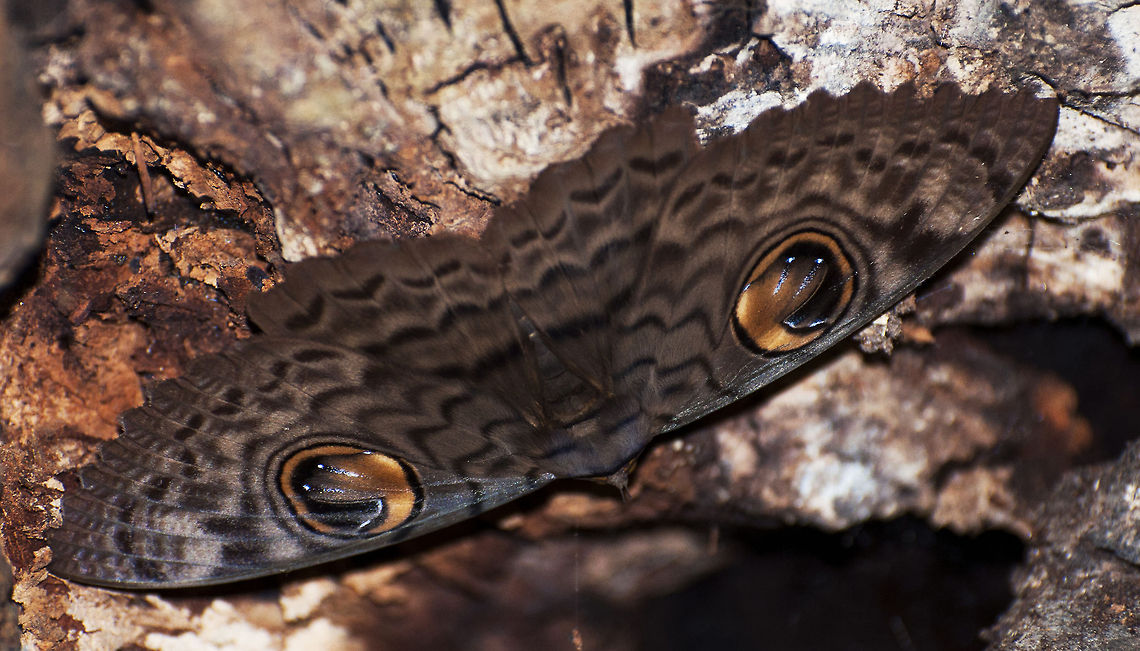 The Pattern Moth Erebus macrops,Indian Owl Moth
