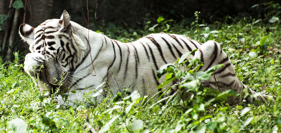 Feeling Shy White Tiger Bengal tiger,Panthera tigris tigris