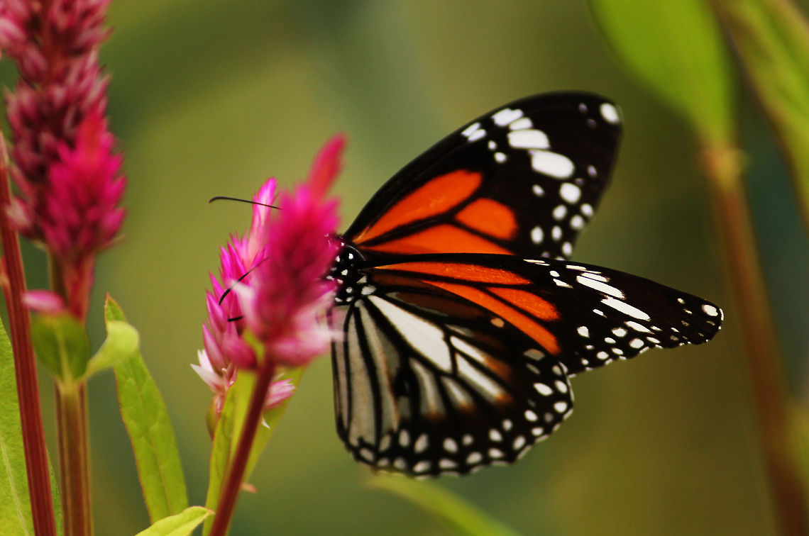 The Hault Butterfly Black Veined Tiger,Danaus melanippus