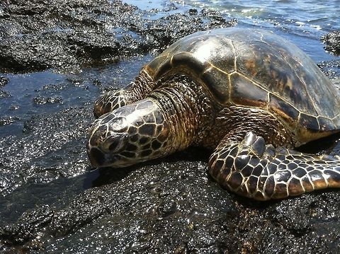 Turtle  Chelonia mydas,Geotagged,Green sea turtle,United States
