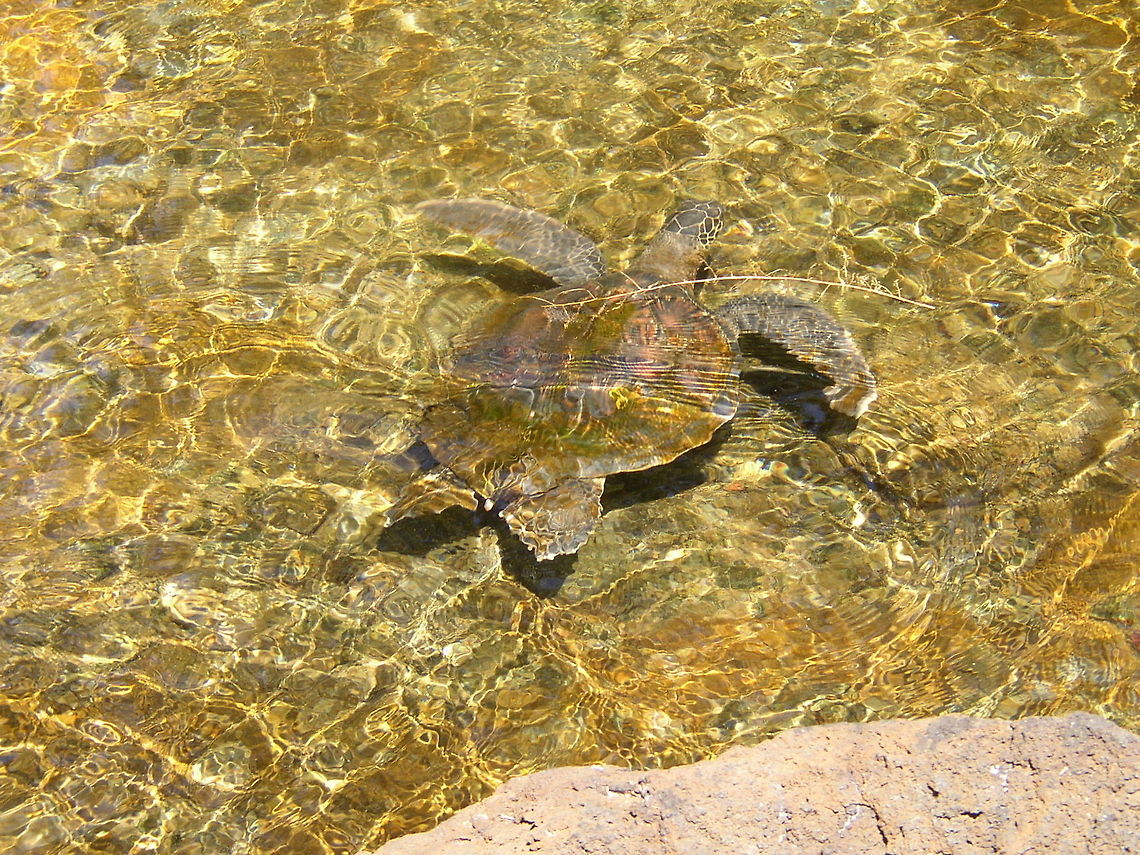 young_swimmer Young Honu (green sea turtle) going for a swim Chelonia mydas,Green sea turtle