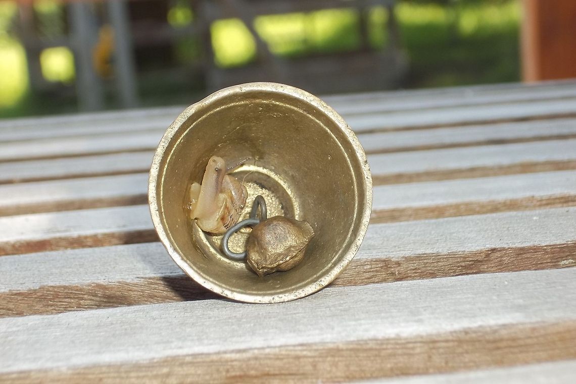 Snail_in_bell A baby snail crawled into a small bell in our yard, made for a fun picture. Helix aspersa