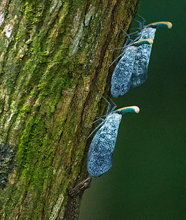 Pyrops polillensis What is the gecko in the bottom of the photo up to?  Fall,Geotagged,Philippines,Pyrops polillensis