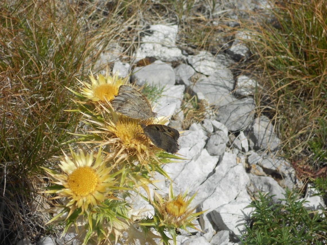 Feeding_mates  Chazara briseis