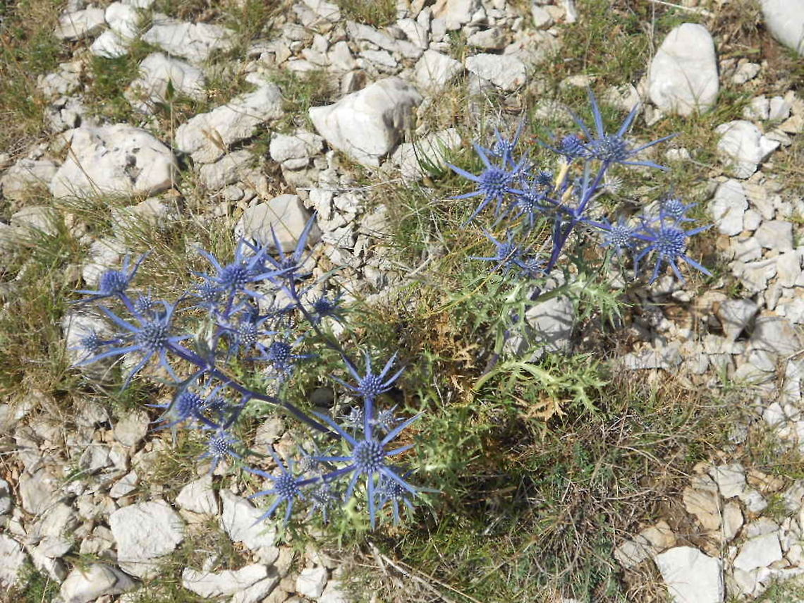 A_beauty  Bosnia and Herzegovina,Eryngium,Eryngium amethystinum,Geotagged