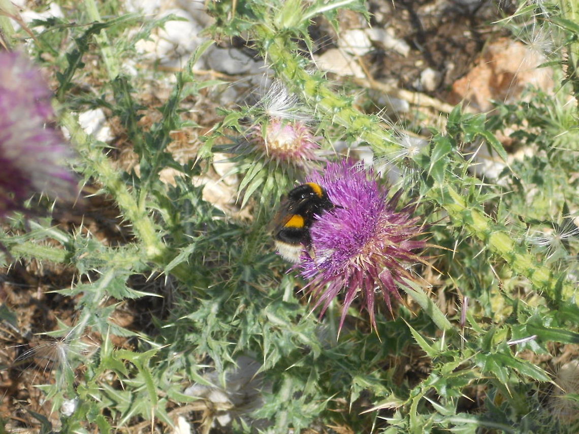 Im-hungry  Bombus terrestris,Bosnia and Herzegovina,Geotagged