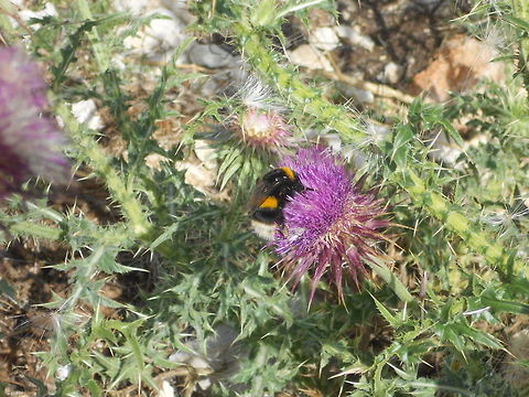 Im-hungry  Bombus terrestris,Bosnia and Herzegovina,Geotagged