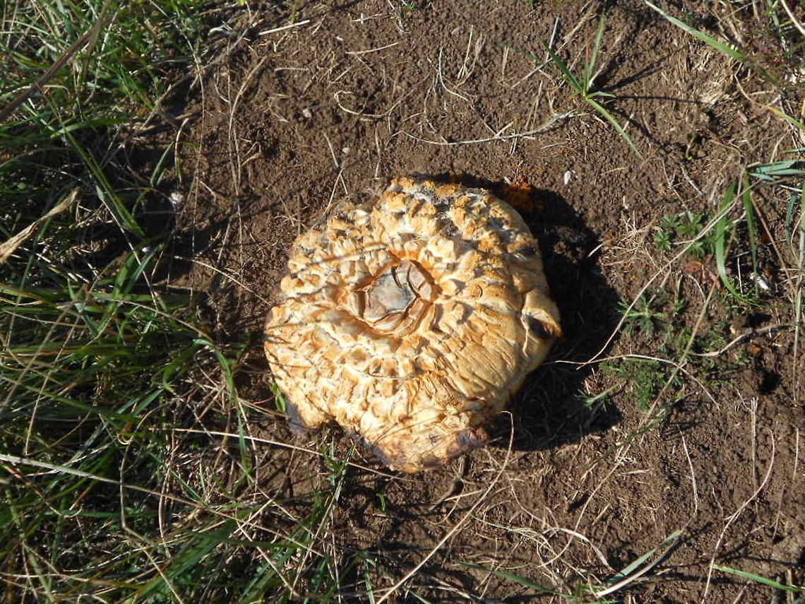Shaggy_parasol  Bosnia and Herzegovina,C. rhacodes complex,Geotagged,Shaggy parasol