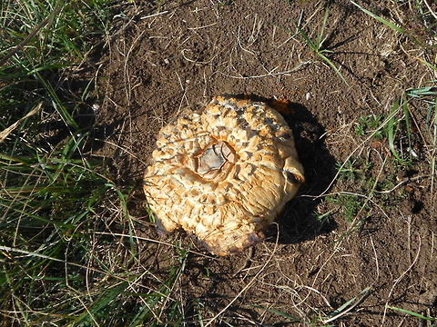 Shaggy_parasol  Bosnia and Herzegovina,C. rhacodes complex,Geotagged,Shaggy parasol