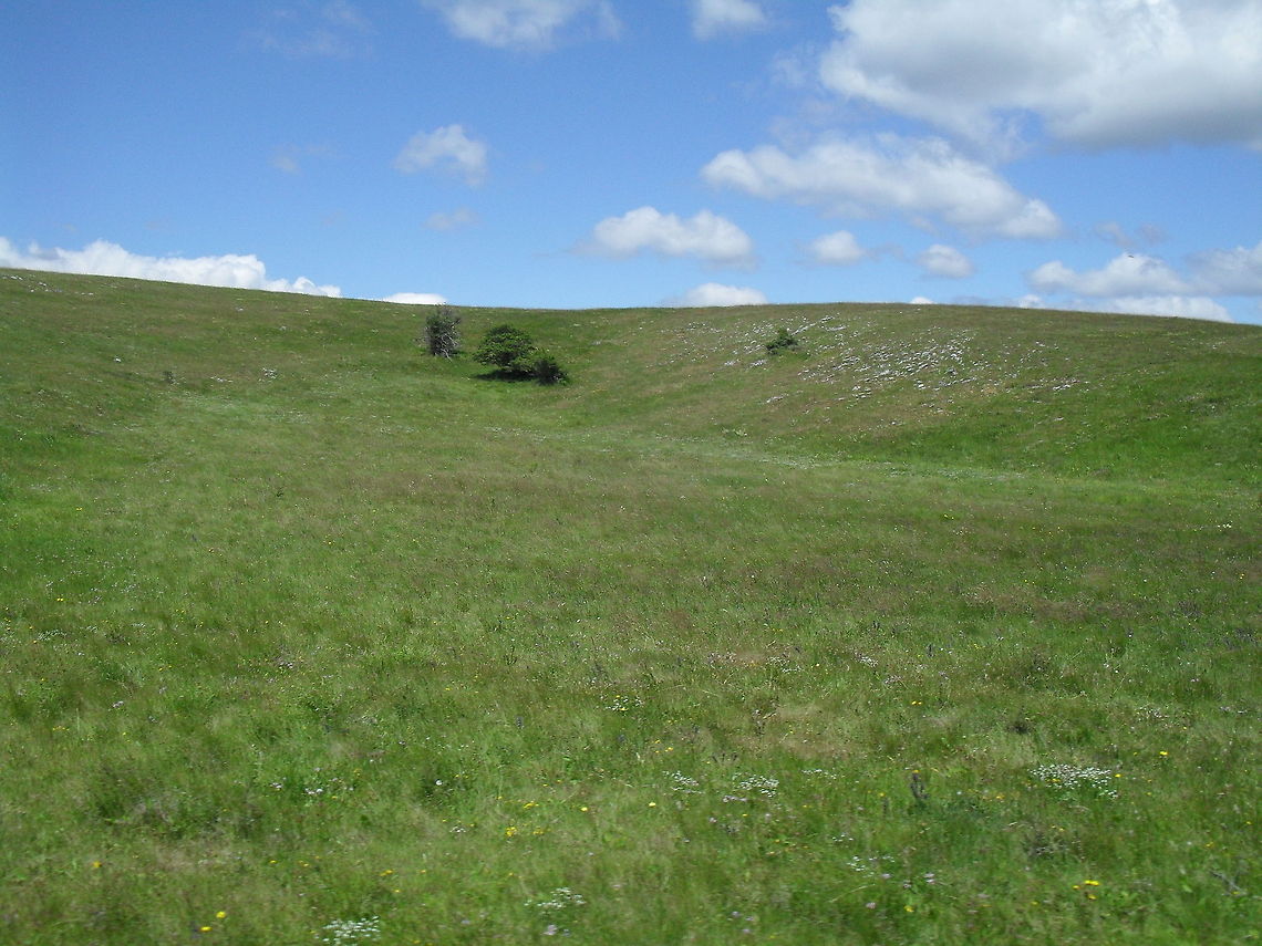 Lone_bushes  Bosnia and Herzegovina,Geotagged