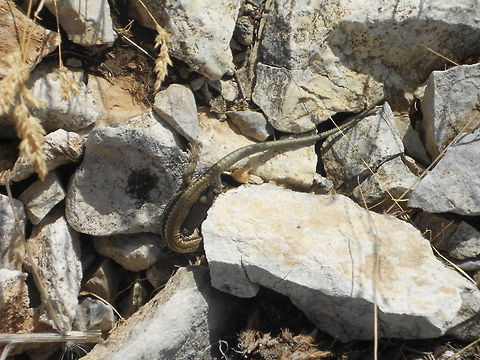 What_do_we_have_here  Bosnia and Herzegovina,Geotagged