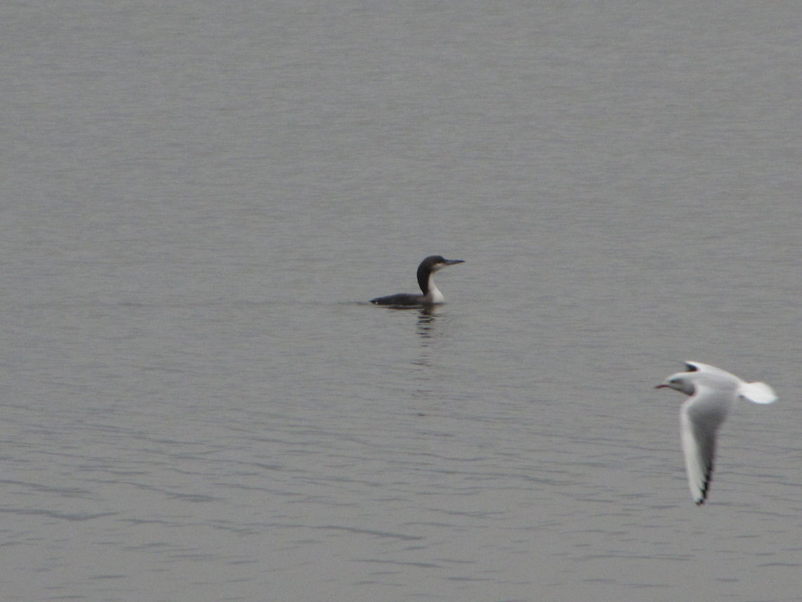 Gavia_immer  Bosnia and Herzegovina,Gavia immer,Geotagged,Great Northern Loon