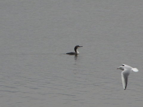 Gavia_immer  Bosnia and Herzegovina,Gavia immer,Geotagged,Great Northern Loon