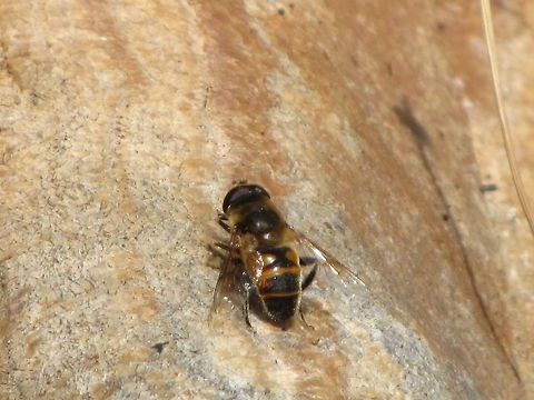 Bee-like hoverfly  Bosnia and Herzegovina,Eristalis tenax,Geotagged