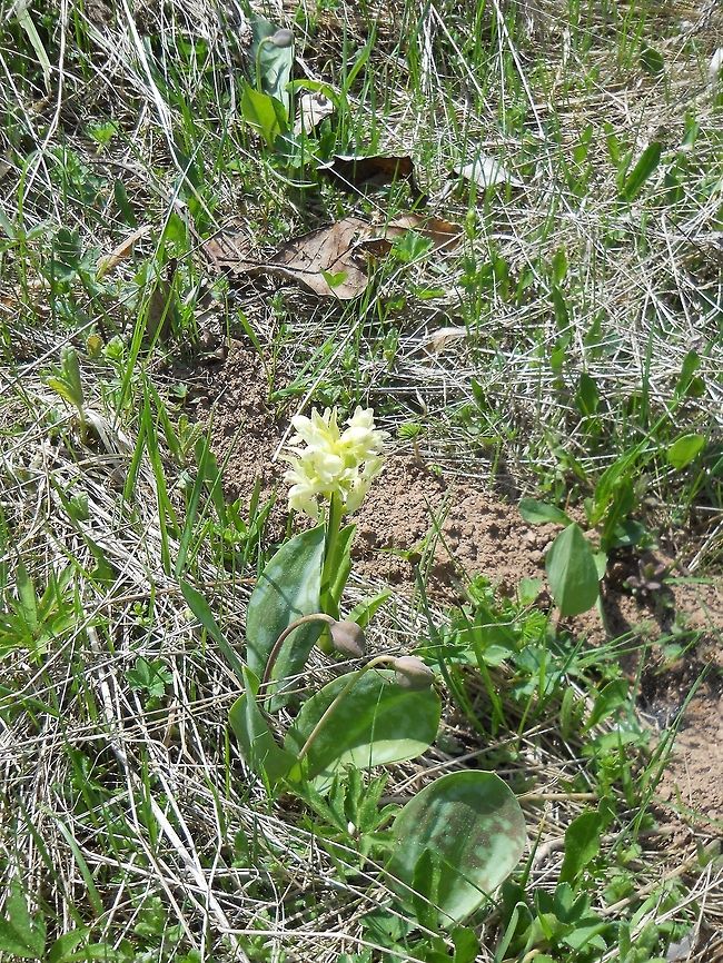 Orchis_morio  Bosnia and Herzegovina,Geotagged