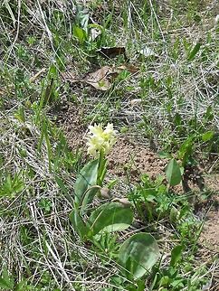 Orchis_morio  Bosnia and Herzegovina,Geotagged