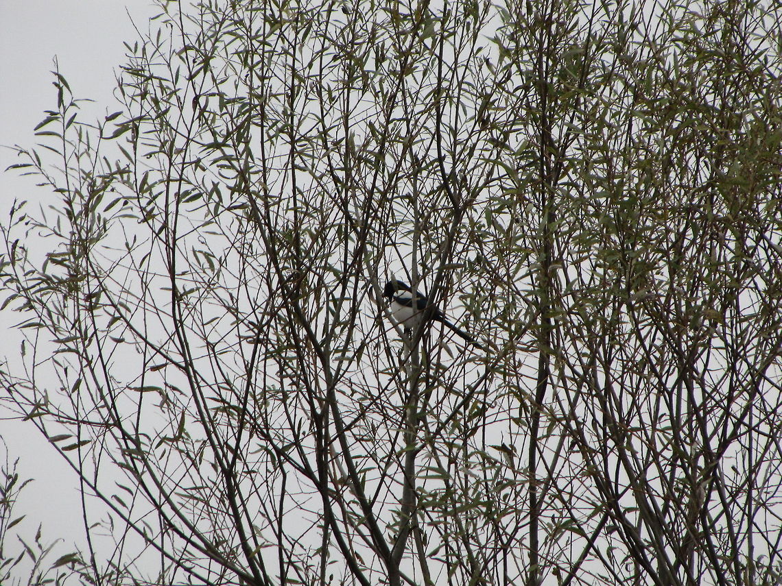 Pica_pica  Bosnia and Herzegovina,European Magpie,Geotagged,Pica pica