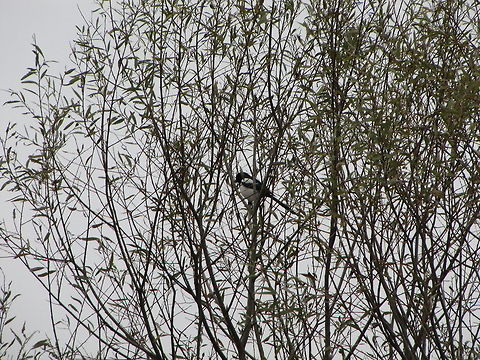 Pica_pica  Bosnia and Herzegovina,European Magpie,Geotagged,Pica pica