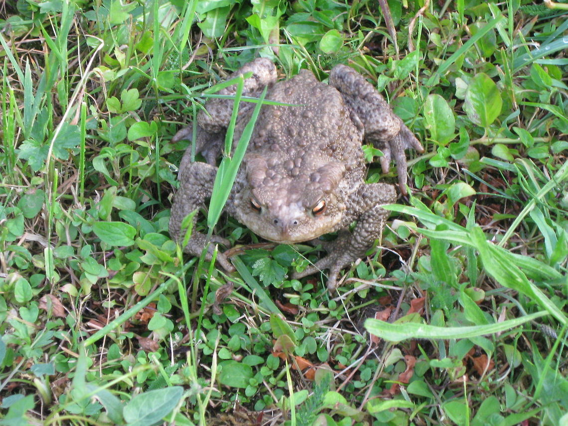 Frog  Bufo bufo,Common toad
