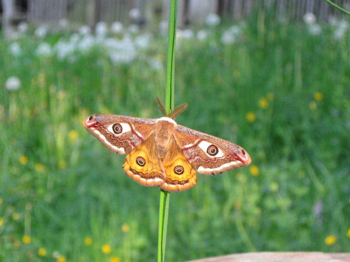 Small Emperor Moth  Pavonia pavonia,Saturnia pavonia,Small Emperor Moth