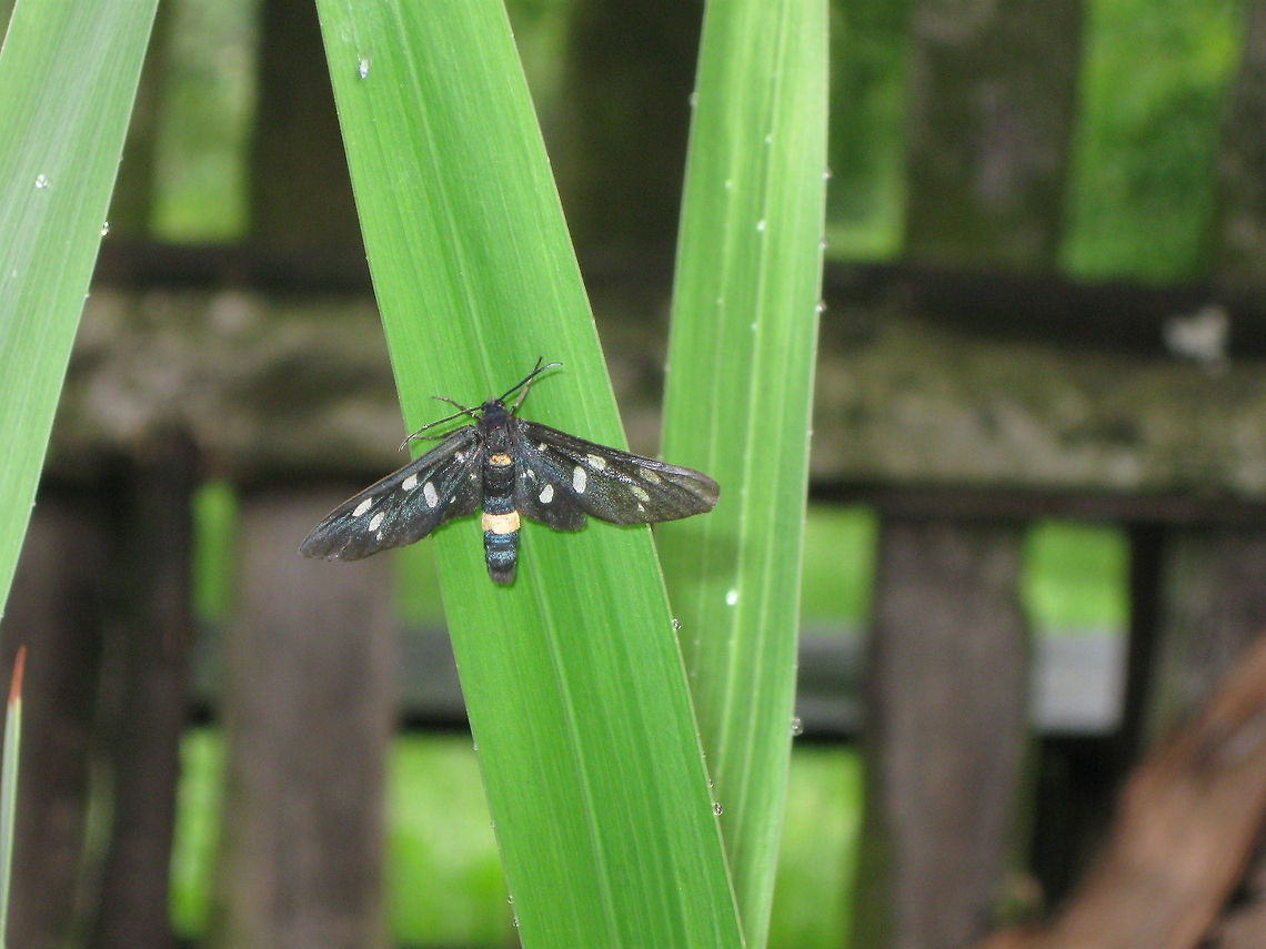 Nine-spotted moth  Amata phegea,Nine-spotted moth