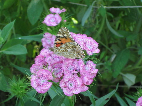 The Painted Lady  Painted Lady,Vanessa cardui