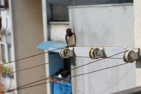 Hirundo rustica  Barn Swallow,Bosnia and Herzegovina,Geotagged,Hirundo rustica