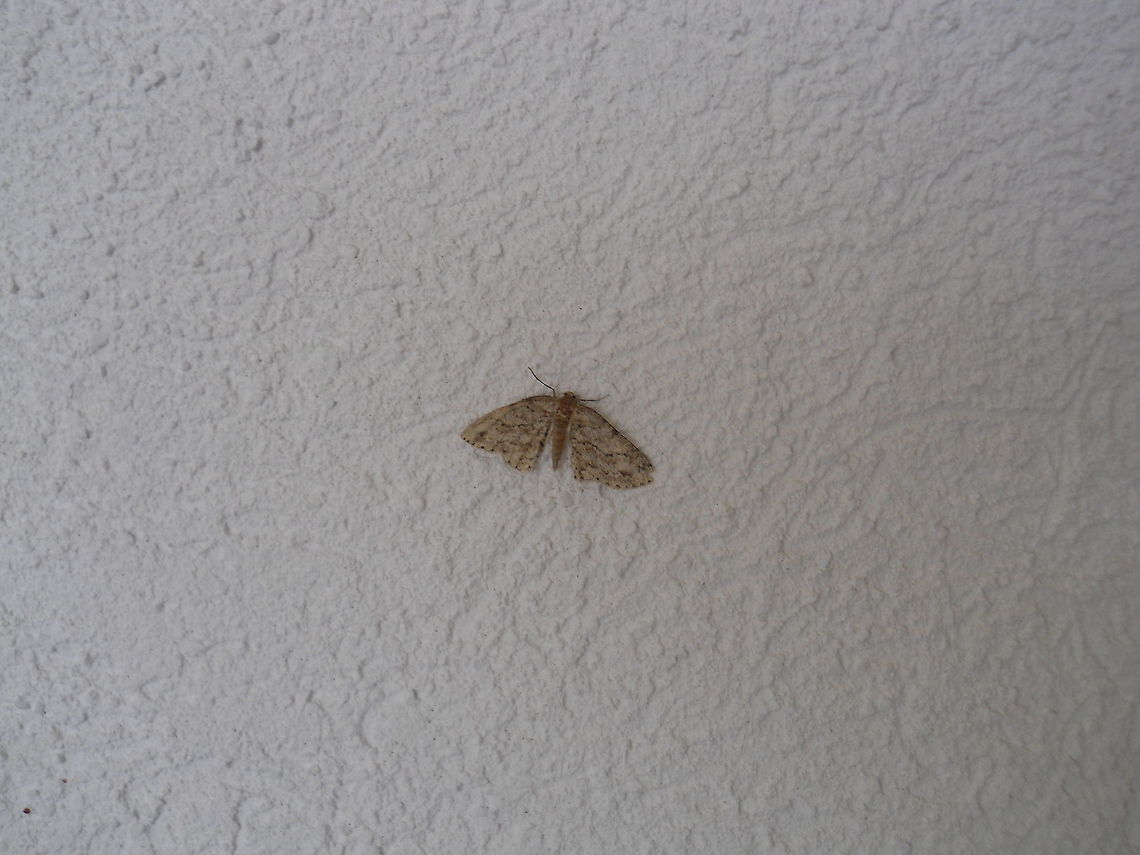 Moth  Bosnia and Herzegovina,Geotagged