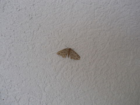 Moth  Bosnia and Herzegovina,Geotagged