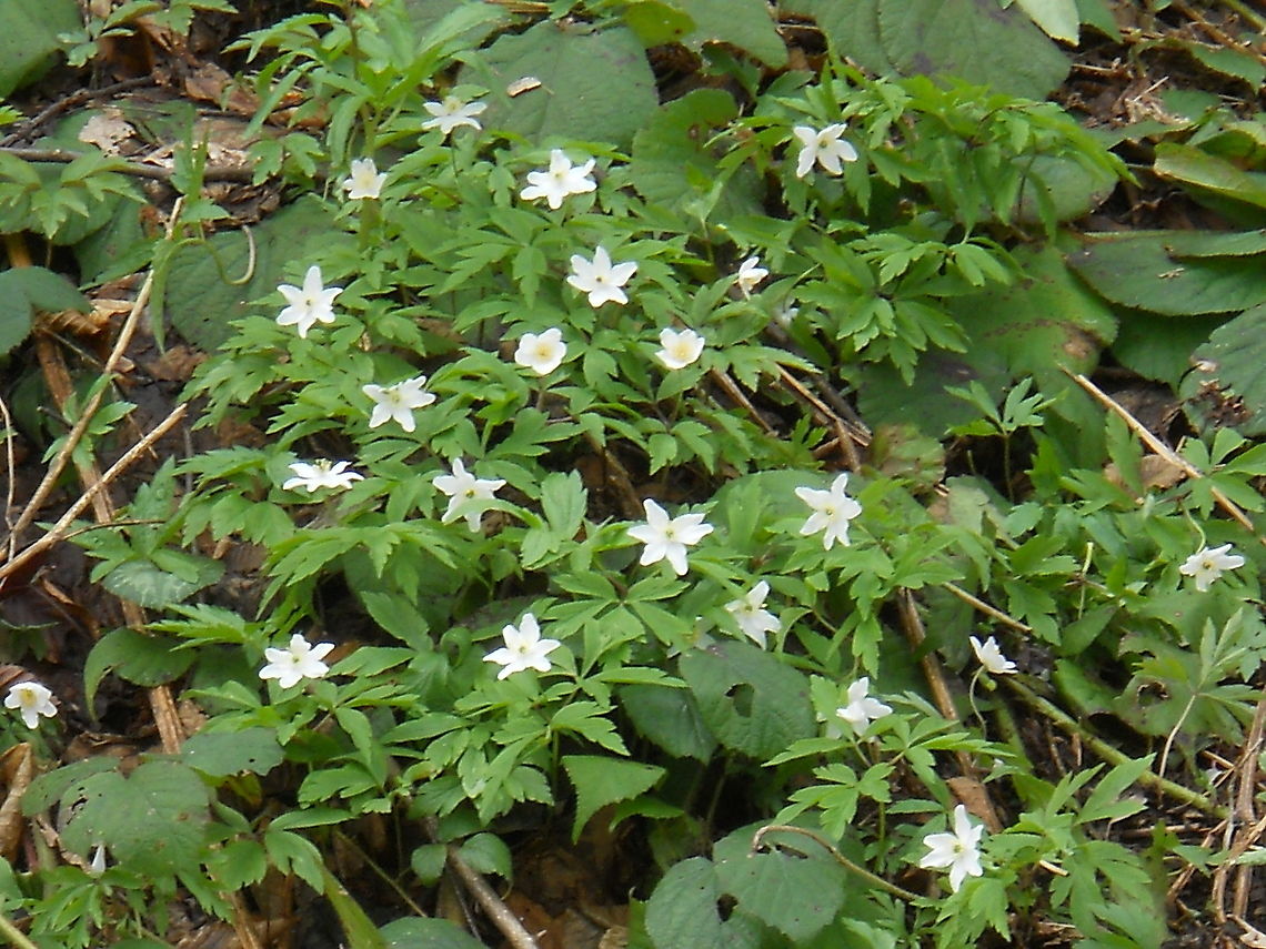 Anemone  Anemone nemorosa,Wood anemone